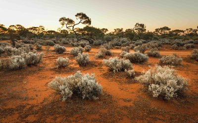 Remote Aboriginal Communities at High Exposure Risk from Pilbara Measles Outbreak